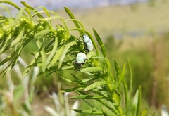 Hoplia parvula
