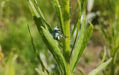 Hoplia parvula