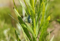 Hoplia parvula