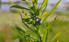Hoplia parvula