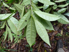 Amanoa bracteosa