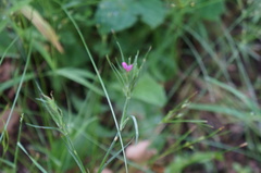 Dianthus armeria