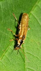 Cantharis decipiens