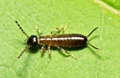 Apterygida albipennis
