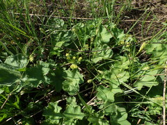Alchemilla propinqua