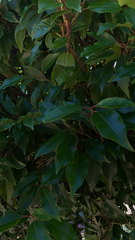 Prunus lusitanica