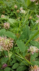 Trifolium ambiguum