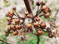 Scrophularia auriculata
