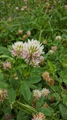Trifolium ambiguum