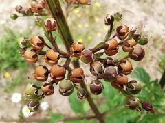 Scrophularia auriculata