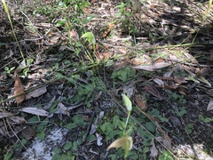 Pterostylis acuminata