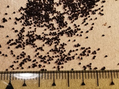 Scrophularia auriculata