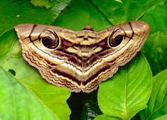 Spirama