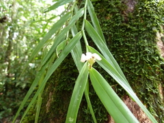 Polystachya rhodoptera
