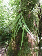 Polystachya rhodoptera