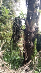 Arenga pinnata