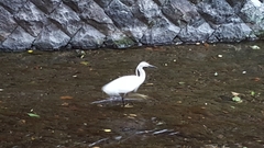 Egretta garzetta
