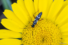 Globiceps flavomaculatus