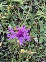 Centaurea × moncktonii