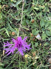 Centaurea × moncktonii