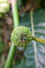 Ficus septica