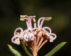 Grevillea phylicoides
