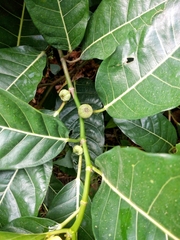 Ficus septica