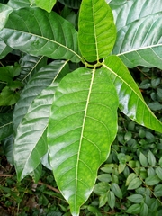 Ficus septica