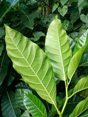 Ficus septica