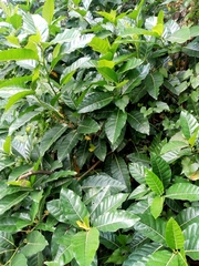 Ficus septica