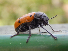 Lachnaia italica italica