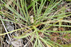 Aciphylla squarrosa squarrosa