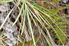 Aciphylla squarrosa squarrosa