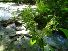 Rumex verticillatus