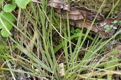 Aciphylla squarrosa squarrosa