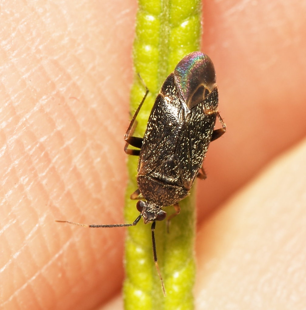 Psallus