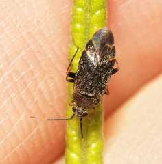 Psallus ambiguus