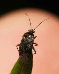 Psallus ambiguus