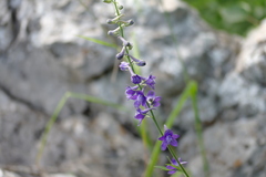 Delphinium fissum