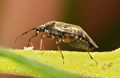 Psallus ambiguus