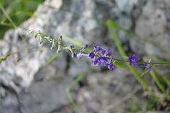 Delphinium fissum
