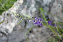 Delphinium fissum
