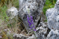 Delphinium fissum