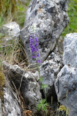 Delphinium fissum