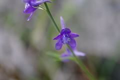Delphinium fissum