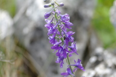 Delphinium fissum