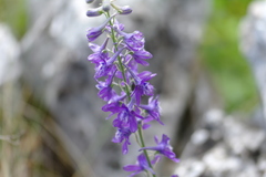 Delphinium fissum