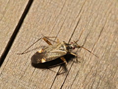 Closterotomus fulvomaculatus