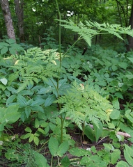 Conioselinum tataricum
