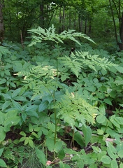 Conioselinum tataricum